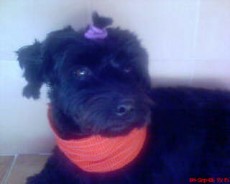 Fotos de perros